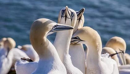 九游-希腊女篮在欧洲锦标赛中力争金牌，续写辉煌传统，希腊女篮直播