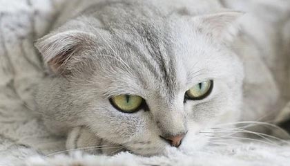 九游官网APP-VALORANT 青训新人首次登场 表现超出预期，valorant发布